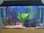 29_gal_tank.jpg