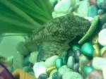 bristlenose1.jpg
