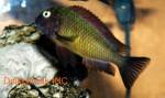 fish6_001.jpg