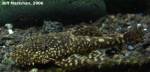 Gold_Marble_Bristlenose_Pleco_11-19-06.jpg