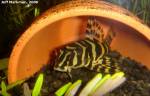 Leopard_Frog_Pleco_12_21_06.jpg