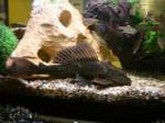 Plec.jpg