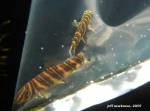 New_Loaches_003.jpg