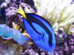 blue-tang.jpg