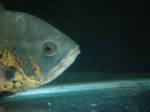 DSC00986aa.JPG