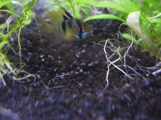 malewitheggs