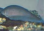 african_knifefish