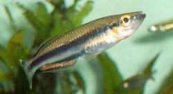 madagascan_2_profile