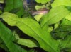 Java_leaf2.JPG