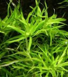 stargrass2