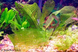 younglaceplant2