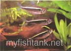 blackneontetra