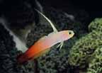firefish