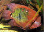 chocolatecichlid