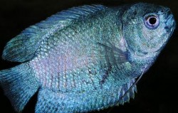 Powder_blue