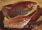 thick_lipped_gourami