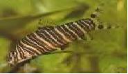 striata_loach