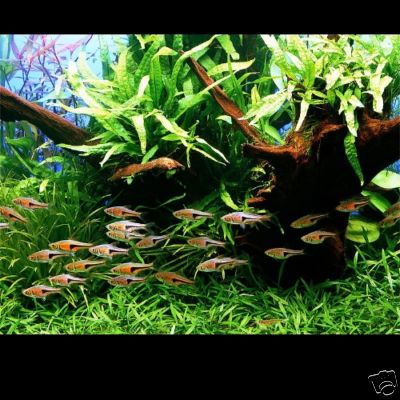 fish tank plants. JAVA FERN - Live aquarium