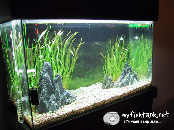 29 gallon freshwater stocking options