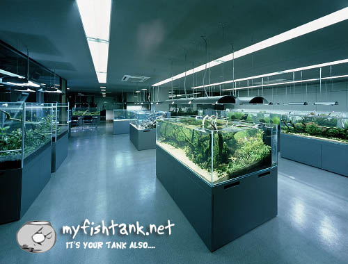 cleanest local fish store ever fish stores 500x380