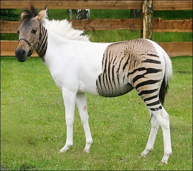 eclyse-zebra.jpg