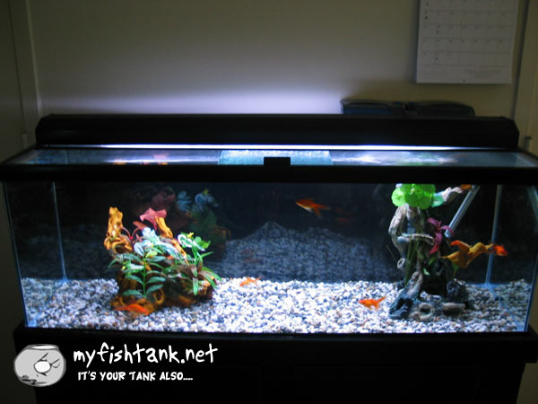goldfish tank setup. I have a goldfish tank in my