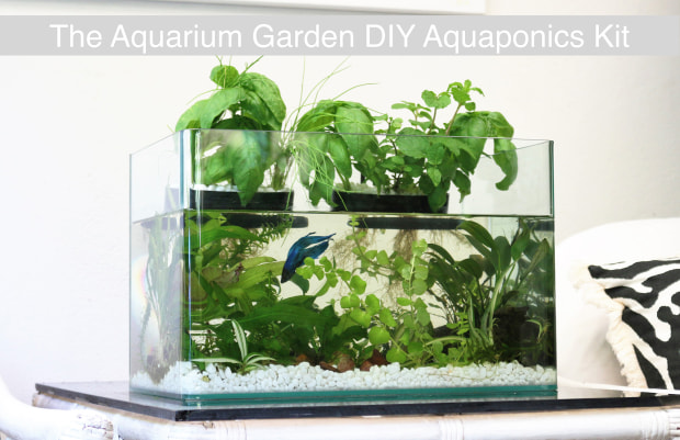 aquarium-aquaponic-garden.jpg