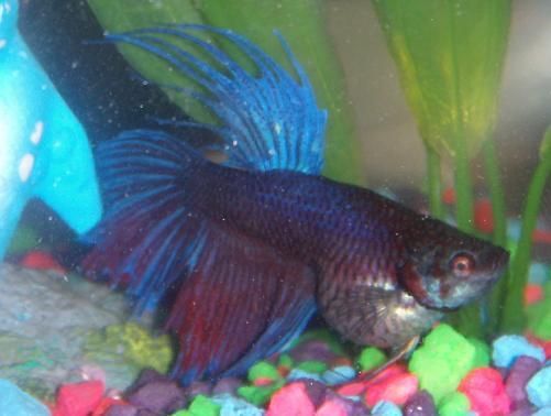 Is my betta fish's stomach bloated or normal?