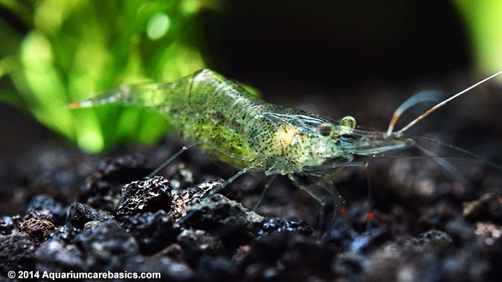ghost-shrimp-live-plants.jpg