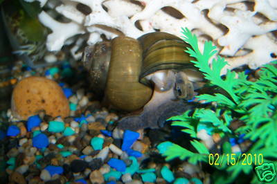 snails aquarium pond trap cleaning door